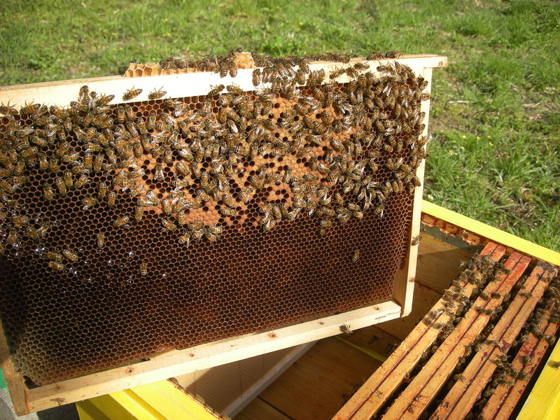 La ruche Sololbe Mouque